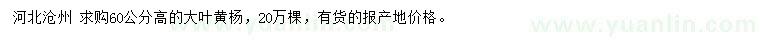 求購(gòu)高60公分大葉黃楊
