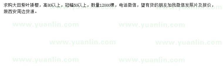 求購高80公分紫葉矮櫻
