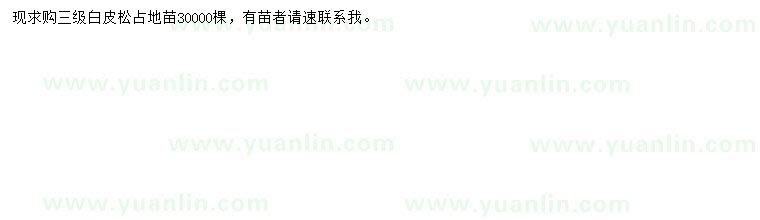 求購白皮松苗