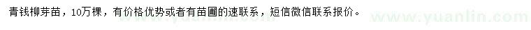 求購青錢柳芽苗