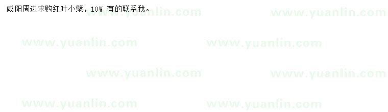求購紅葉小檗