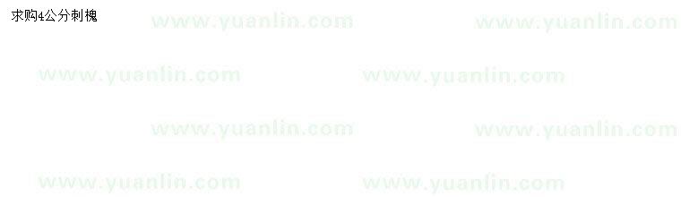 求購(gòu)4公分刺槐