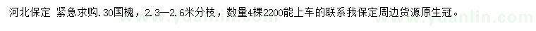 求購30公分國槐