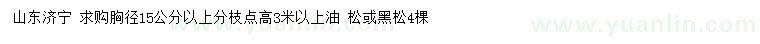 求購胸徑15公分以上油松或黑松