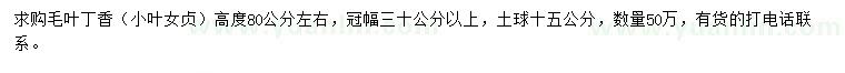 求購高80公分左右毛葉丁香（小葉女貞）