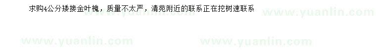 求購4公分矮接金葉槐