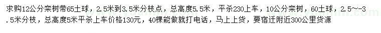 求購10、12公分欒樹