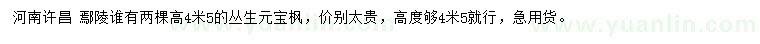 求購高4.5米叢生元寶楓