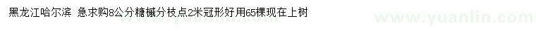 求購8公分糖槭