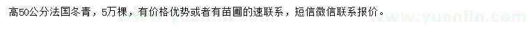 求購高50公分法國冬青
