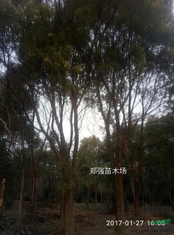 供應(yīng)13--18公分香樟