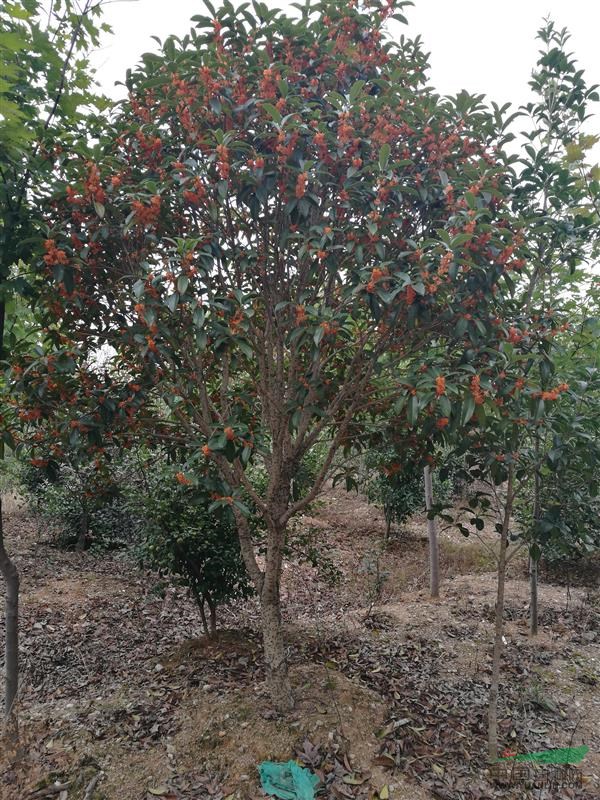 供應(yīng)大批量生態(tài)園種植的桂花 品種質(zhì)量好