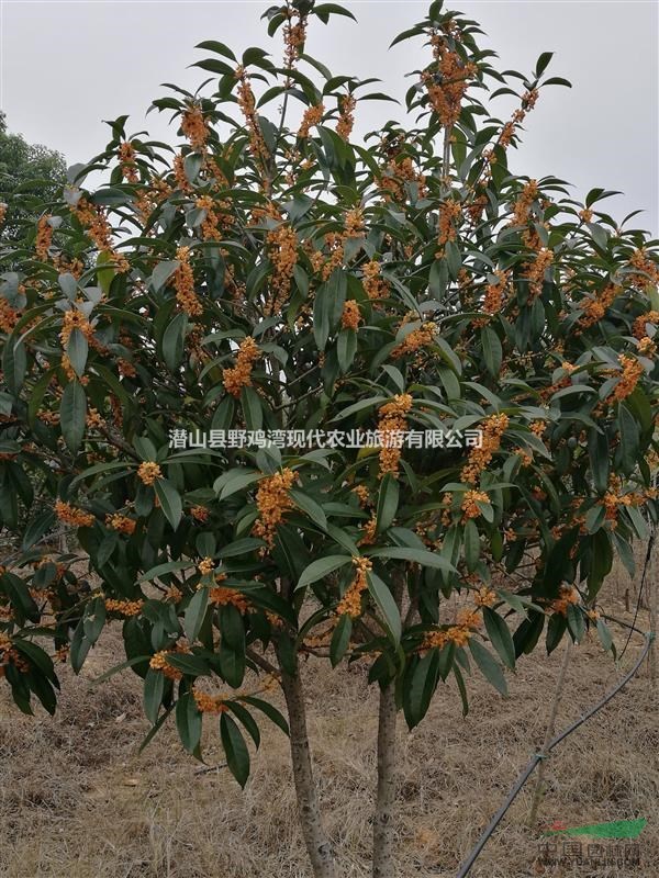 供應(yīng)大批量生態(tài)園種植的桂花 品種質(zhì)量好