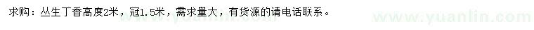 求購(gòu)高2米叢生丁香