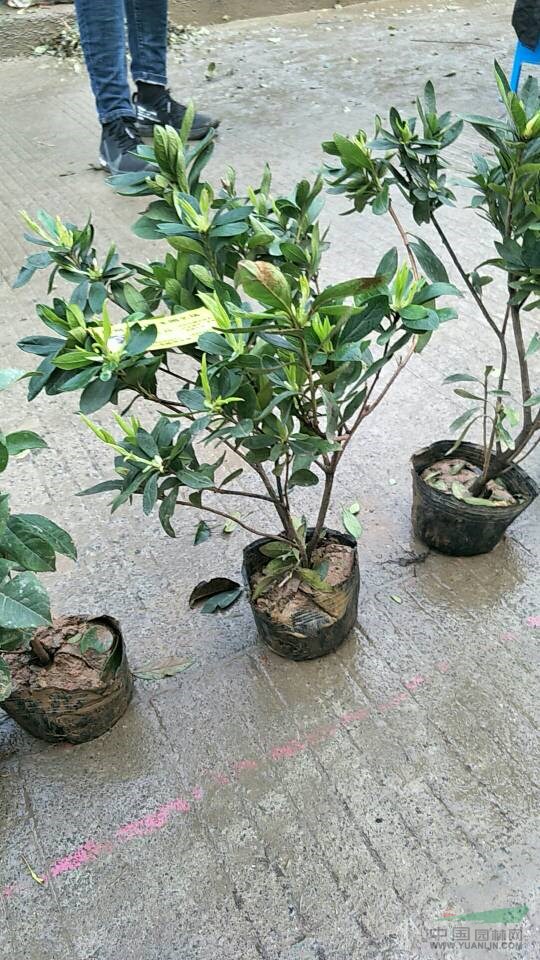 紅葉石楠