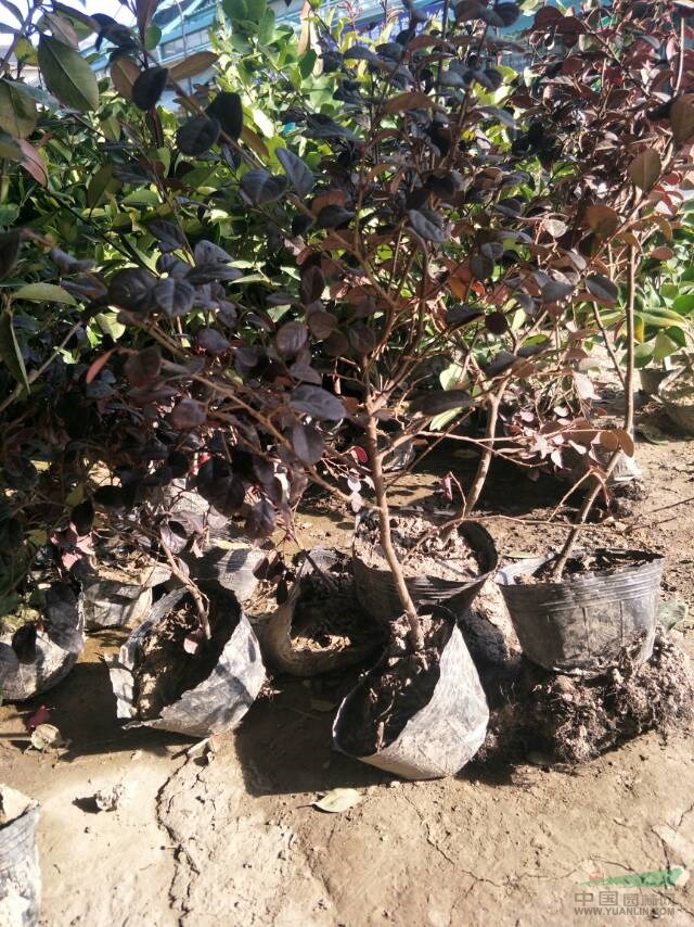 紅葉石楠
