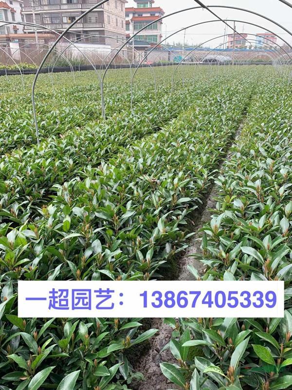 青珊瑚小杯 青珊瑚小苗 青珊瑚基地批發 