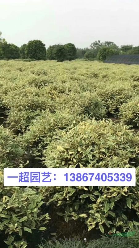 金邊無禿子球 金邊胡頹子球