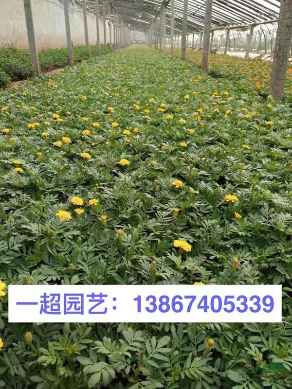 孔雀草 精品孔雀草盆栽