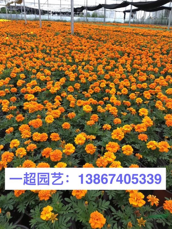 孔雀草 精品孔雀草盆栽