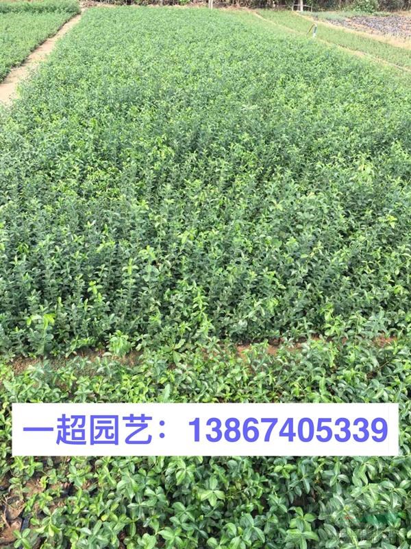 大葉扶芳藤 精品大葉扶芳藤批發(fā)