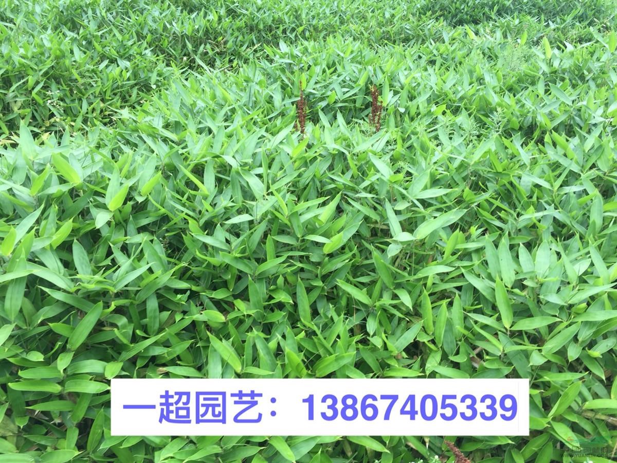 翠竹 精品翠竹 翠竹基地價格