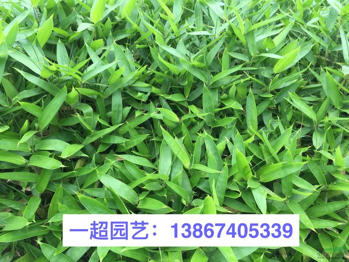 翠竹 精品翠竹 翠竹基地價格