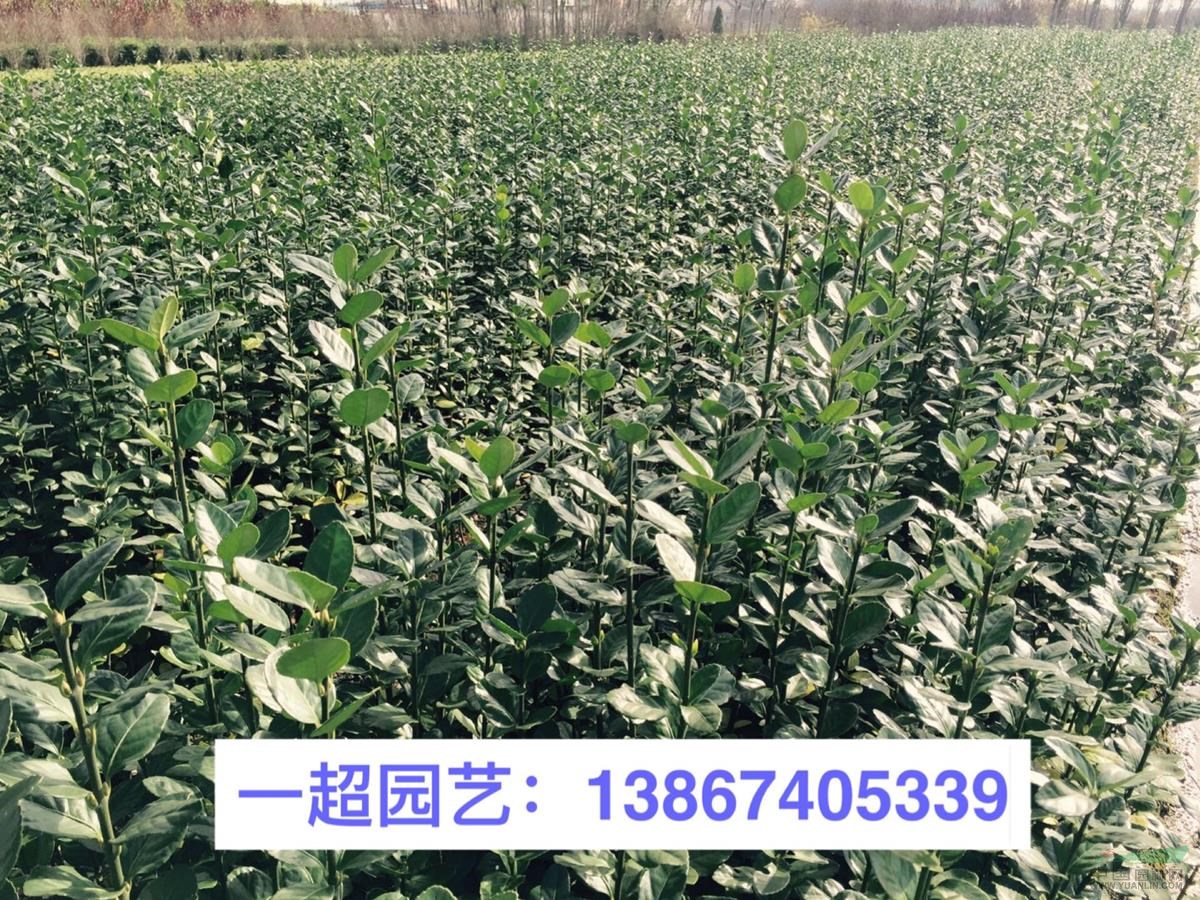 北海道黃楊 精品北海道黃楊小苗基地價(jià)格