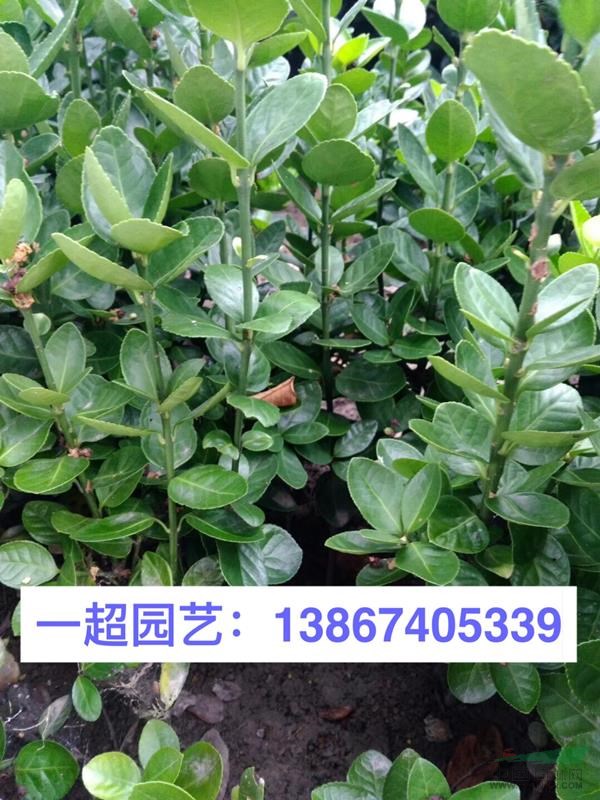 北海道黃楊 精品北海道黃楊小苗基地價(jià)格
