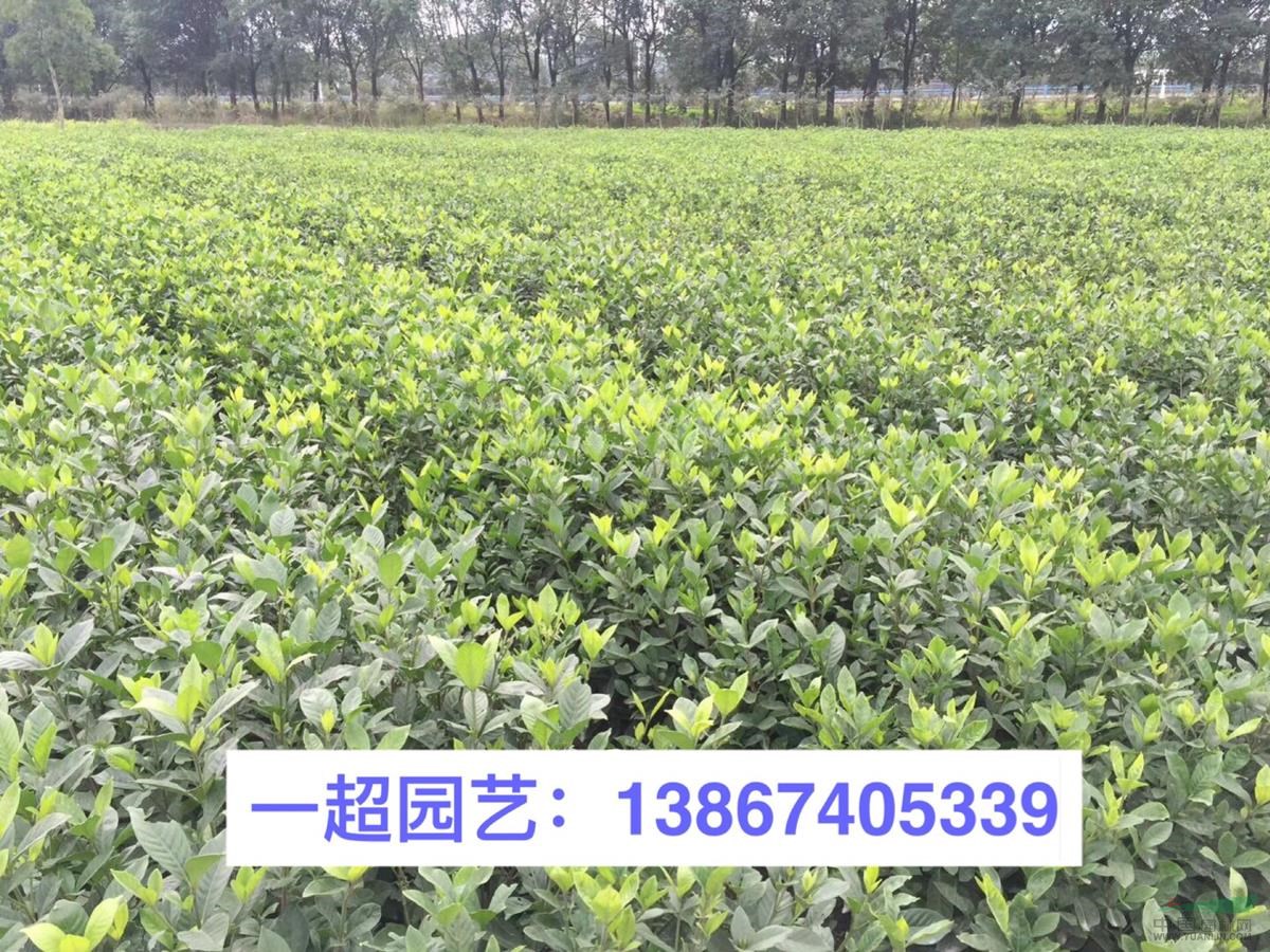 大葉梔子扦插苗 大葉梔子小苗 大葉梔子盆栽苗 小杯