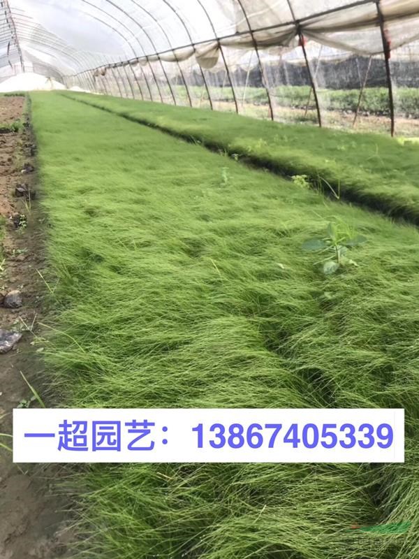 墨西哥羽毛草 優質墨西哥羽毛草產地直銷 