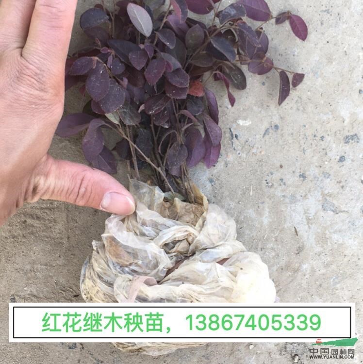 紅繼木、紅花檵木、紅花繼木小秧苗
