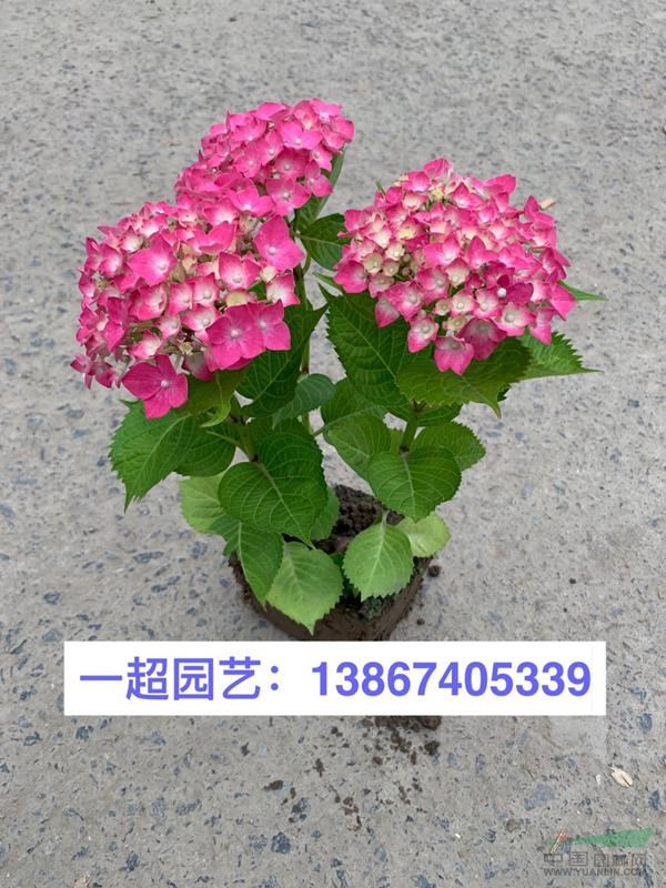 八仙花 八仙花小苗 小杯苗 八仙花毛球