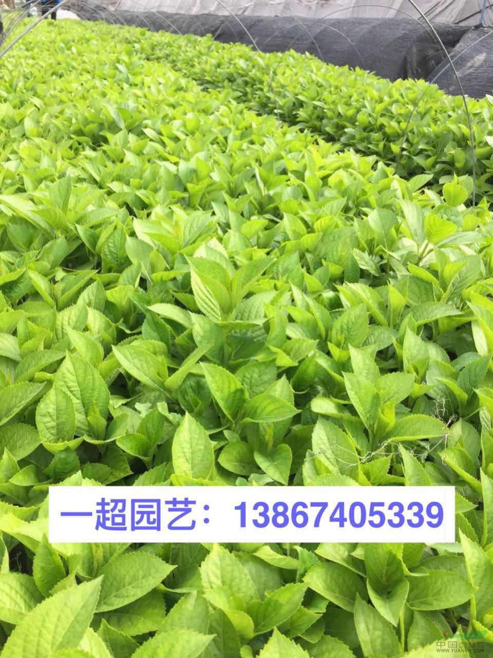 八仙花 八仙花小苗 小杯苗 八仙花毛球