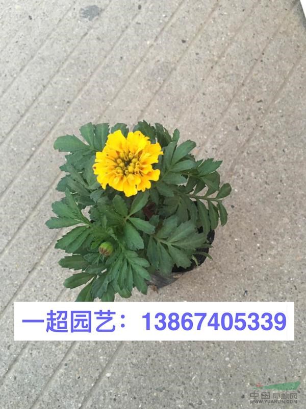 孔雀草 精品孔雀草盆栽