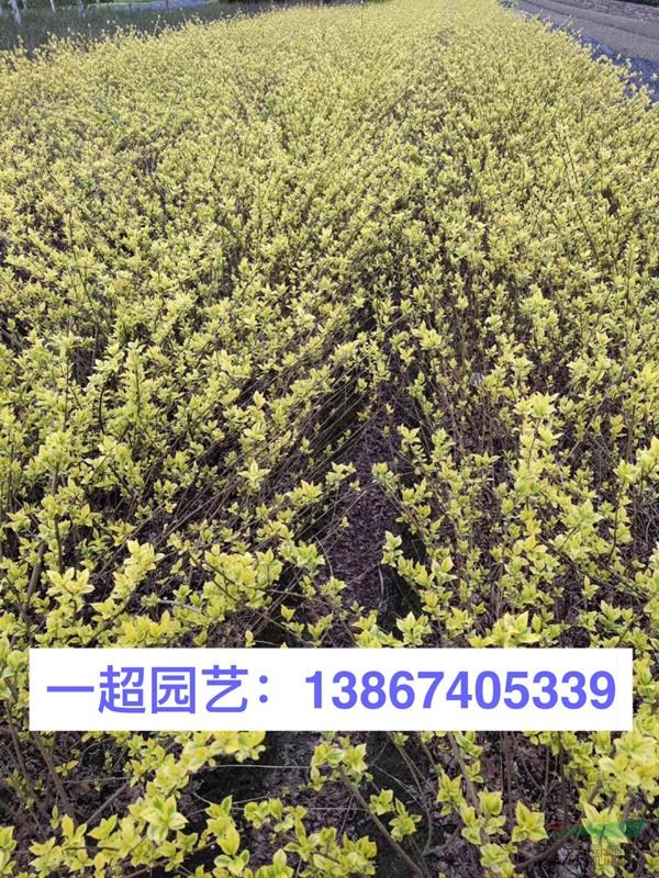 金葉連翹 金葉假連翹 金葉連翹小苗 盆栽苗 金葉連翹批發