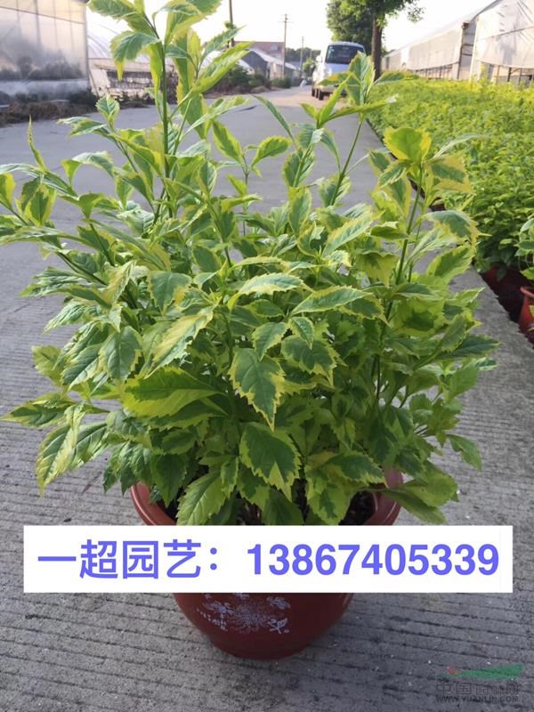 金葉連翹 金葉假連翹 金葉連翹小苗 盆栽苗 金葉連翹批發