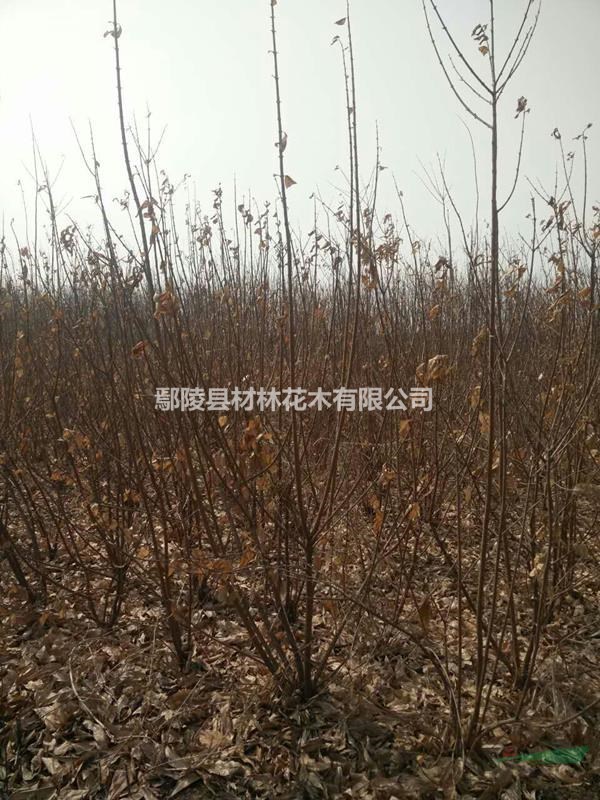 臘梅，河南臘梅花木種植基地，臘梅價(jià)格批發(fā)，