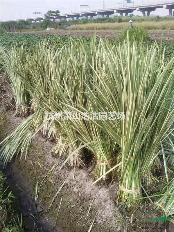 浙江水生植物一花葉菖蒲基地直銷