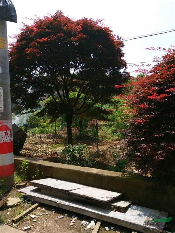 供应红枫，樱花，海棠等苗木