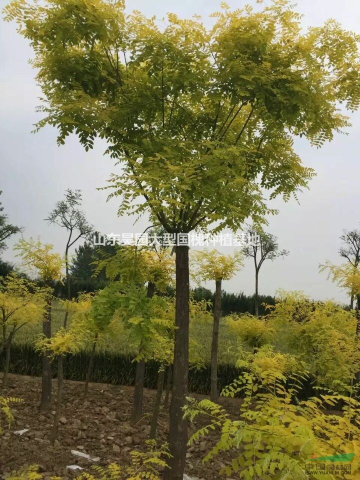 苗圃供應(yīng)7公分金枝國(guó)槐 7公分黃金國(guó)槐價(jià)格 金枝國(guó)槐