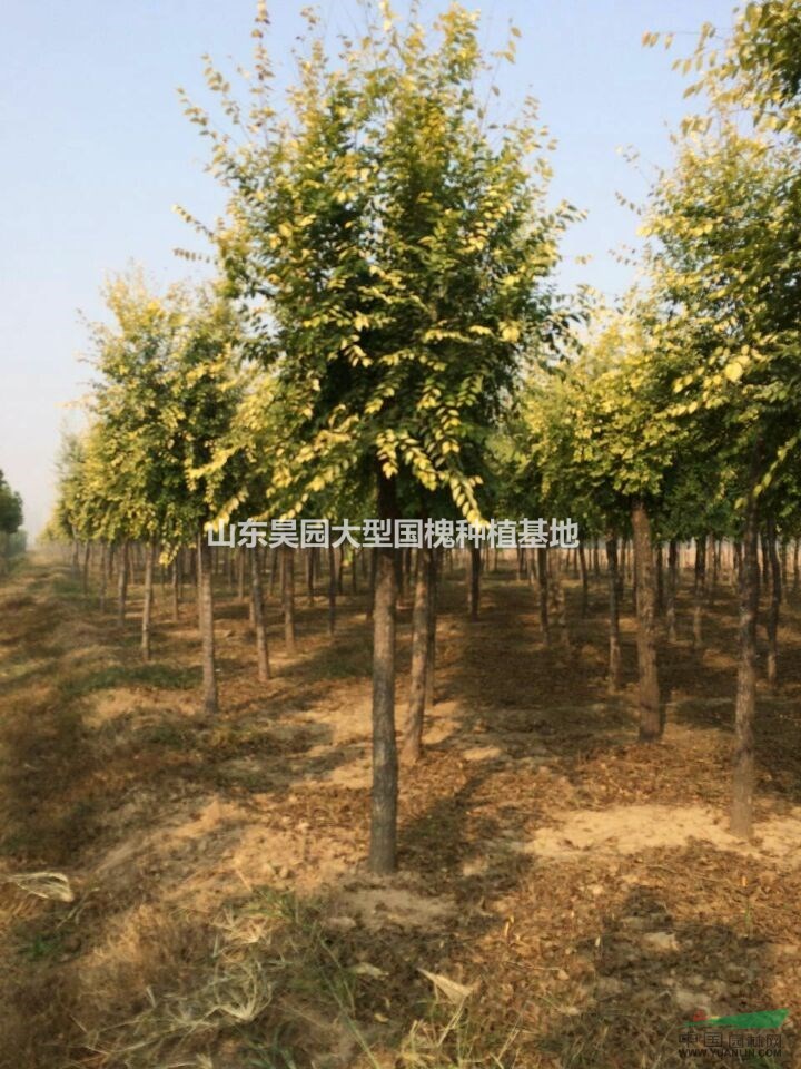 苗圃供應(yīng)7公分金枝國(guó)槐 7公分黃金國(guó)槐價(jià)格 金枝國(guó)槐