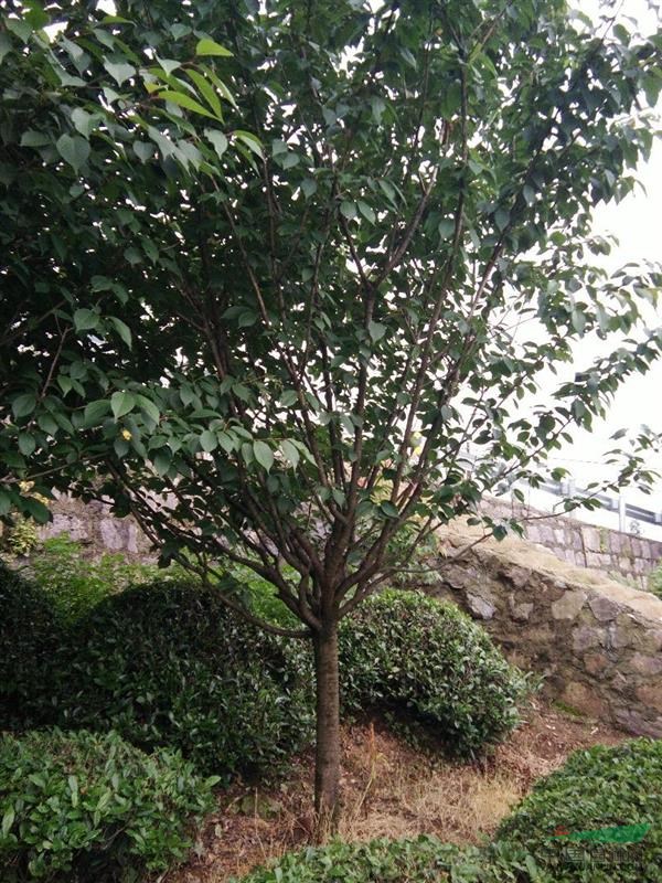 苗木供應5到20公分櫻花，苗木基地大嵐鎮(zhèn)西嶺下村，聯(lián)系人，倪