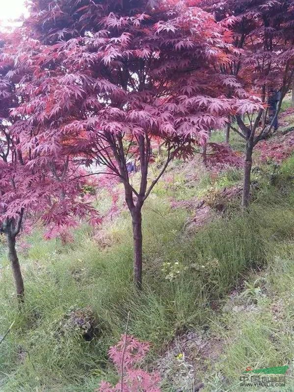 苗木供應5到20公分櫻花，苗木基地大嵐鎮(zhèn)西嶺下村，聯(lián)系人，倪