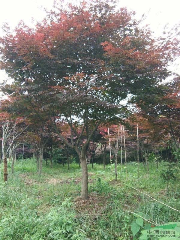 寧波大嵐鎮(zhèn)櫻花紅楓五針松各種苗木綠化
