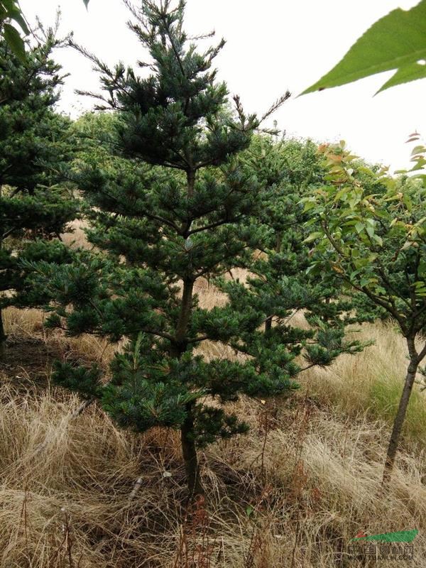 寧波大嵐鎮(zhèn)櫻花紅楓五針松各種苗木綠化