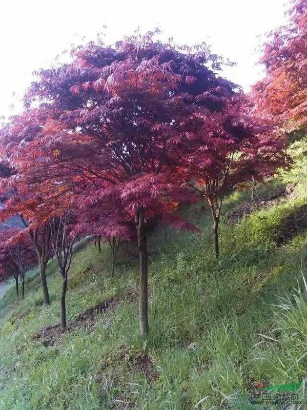 浙江，櫻花，紅楓，五針松，價格便宜
