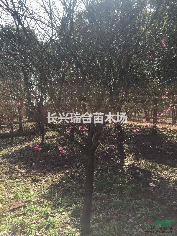浙江精品原生紅梅 浙江原生紅梅價格 長興原生紅梅