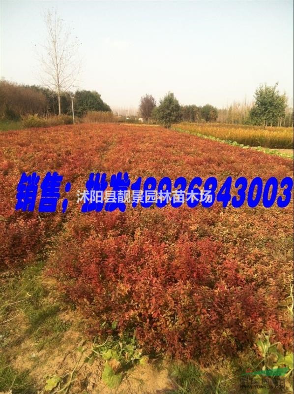金焰绣线菊最新价格，优质绣线菊批发，绣线菊工程苗
