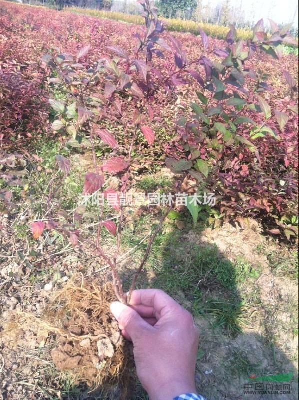 金焰绣线菊最新价格，优质绣线菊批发，绣线菊工程苗